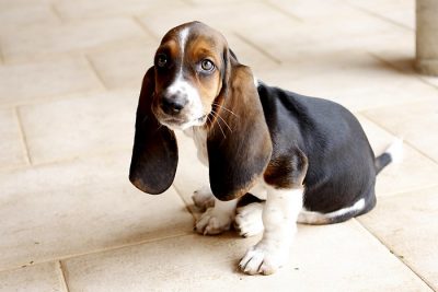 Basset Hound